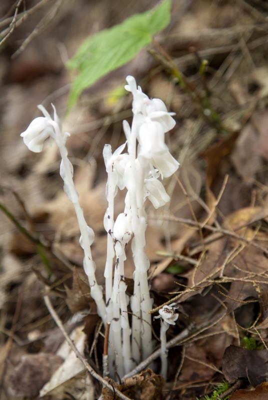 Indian Pipes Aug 2021